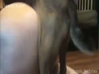 Beast Sex - Her Dog Loves Fucking Her Hole